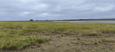 Campo 240,68 hectares