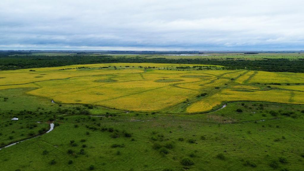 Campo 465ha
